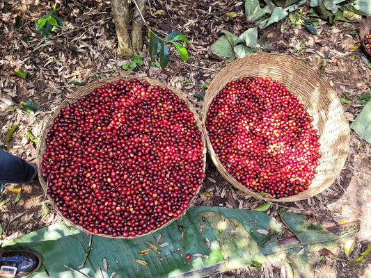 Castillo, Colombia & Caturra